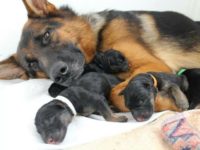 Немецкая овчарка с новорожденными щенками