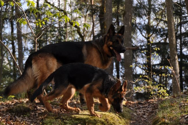 Взрослая немецкая овчарка и щенок в лесу