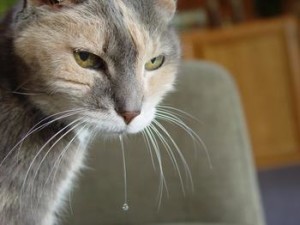 Почему у кошки текут слюни