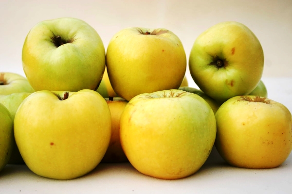 Сорт яблони: Антоновка (среднезимостойкий)