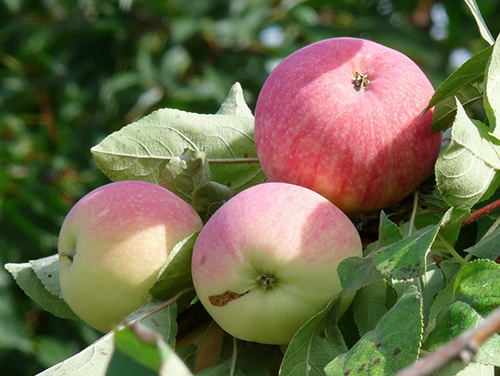 Сорт яблони: Мелба (среднезимостойкий)