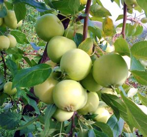 Сорт яблони: Свердловчанин (зимостойкий)