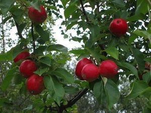 Сорт яблони: Анис Свердловский (высокой морозостойкости)