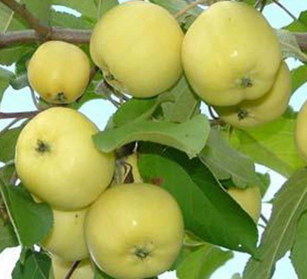 Сорт яблони: Уралочка или Уральское наливное (высокой морозостойкости)