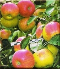 Сорт яблони: Жилинское (Триплоидный)