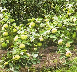 Сорт яблони: Патриот (Триплоидный)