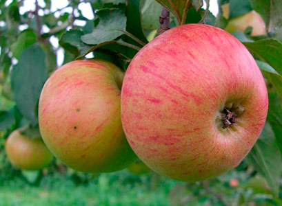 Новый сорт яблони: Медуница