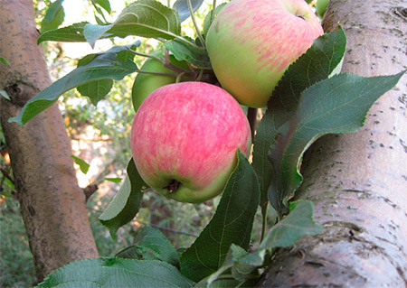 Новый сорт яблони: Мантет (летний)