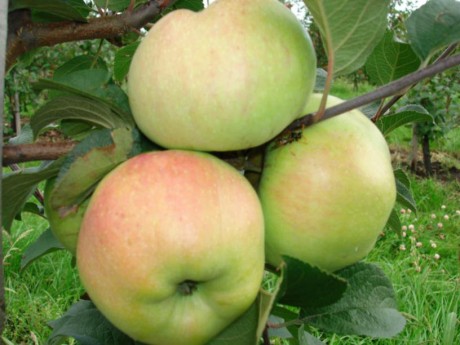 Новый сорт яблони: Богатырь (позднезимний)