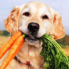 Правильное питания для собаки при рахите