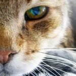 Что делать если у кошки гноится глаз лечение в домашних