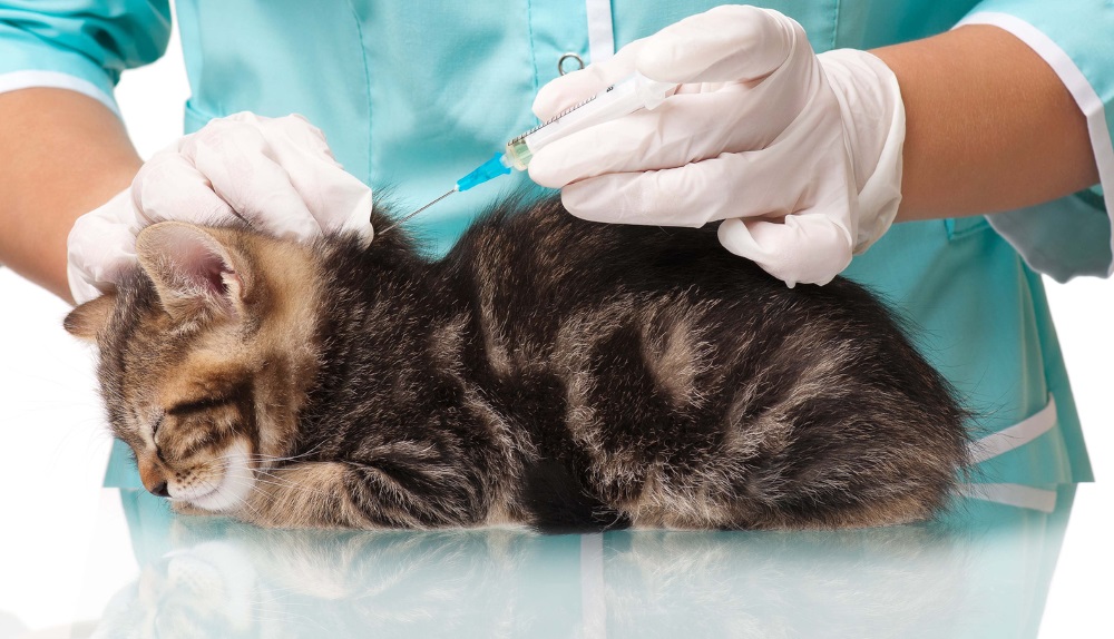 Вакцинация кошек от лейкоза