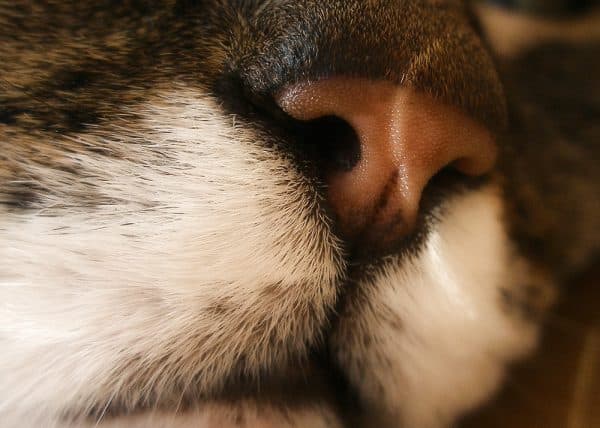 Нос у кошки. Какой должен быть здоровый