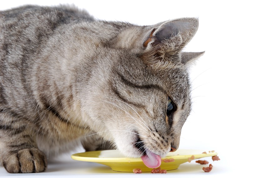 Аллергия на корм может появиться у совершенно здоровой кошки