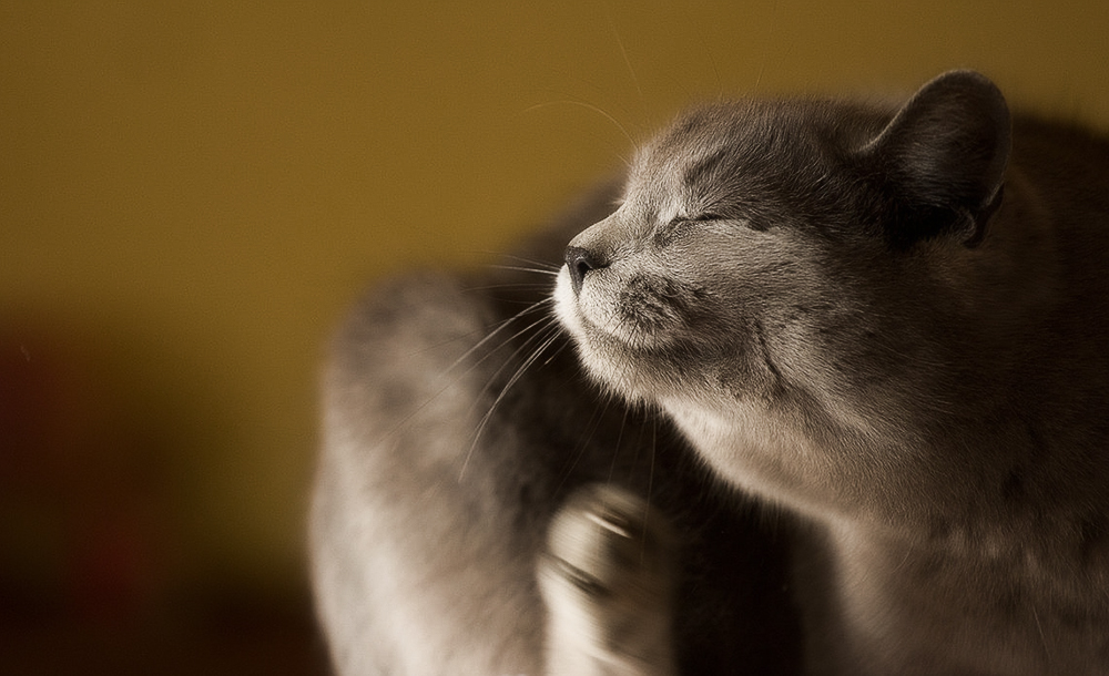 При аллергии у кошек начинает чесаться кожа в области шеи и головы