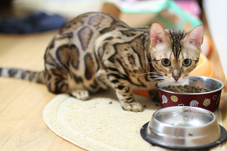 Аллергия на корм у кошек может возникнуть вследствие того, что значительная часть ингредиентов не самого высокого качества