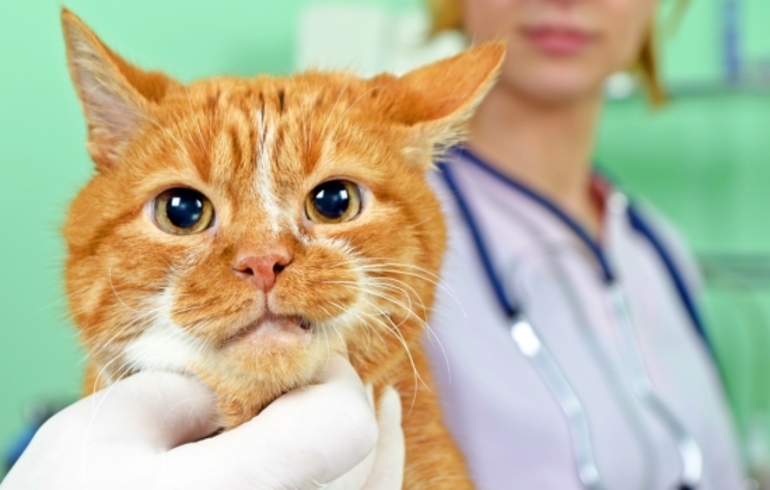 Диагностика заболевания у котов