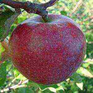 хорошие сорта яблони