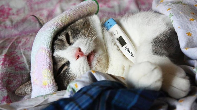 Как измерить температуру кошке