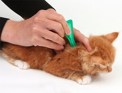 Котят с короткой или средней шерстью удобно лечить от блох с помощью инсектицидных капель