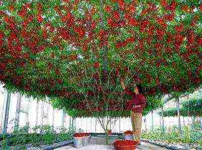 как правильно выращивать рассаду помидор в теплице