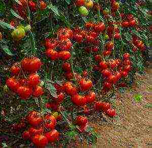 как правильно выращивать рассаду помидор в теплице