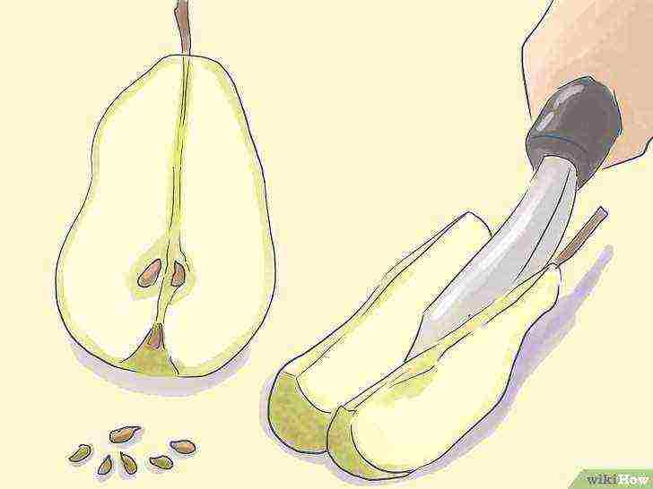 как выращивать грушу в домашних условиях