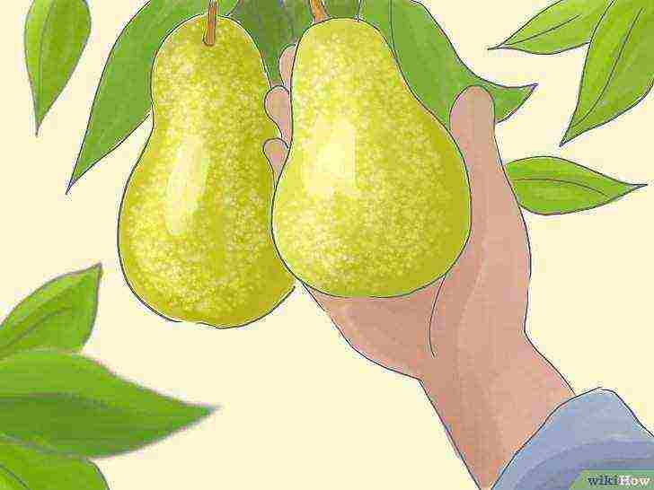 как выращивать грушу в домашних условиях