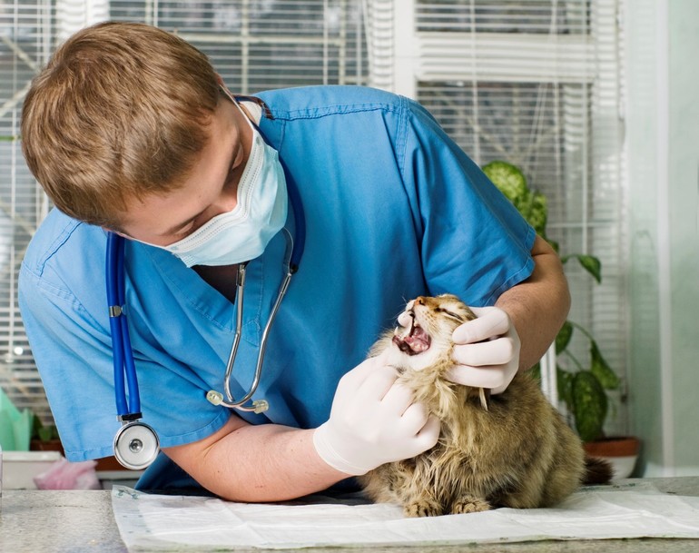 Лечение кошачьих заболеваний