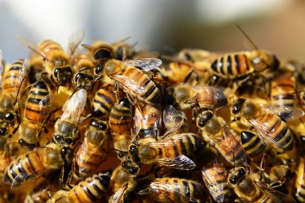 К чему снятся пчелы: подробное толкование
