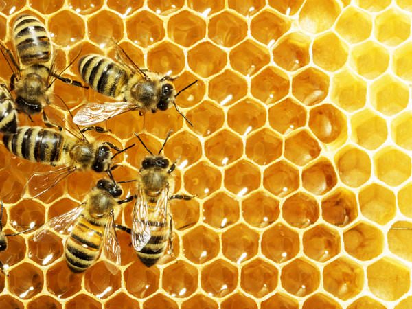 К чему снятся пчелы: подробное толкование