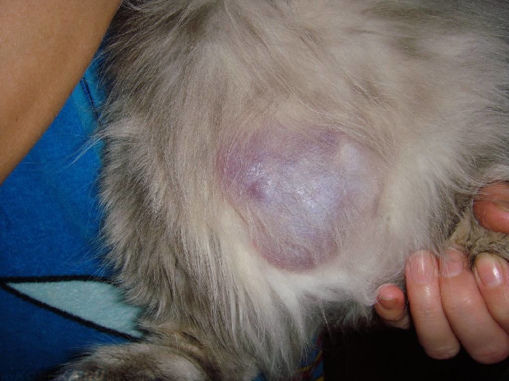 Симптом перитонита у кошки - раздражение кишечника