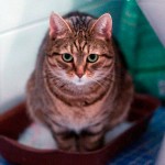 У кота понос: как лечить расстройство желудка домашнего питомца