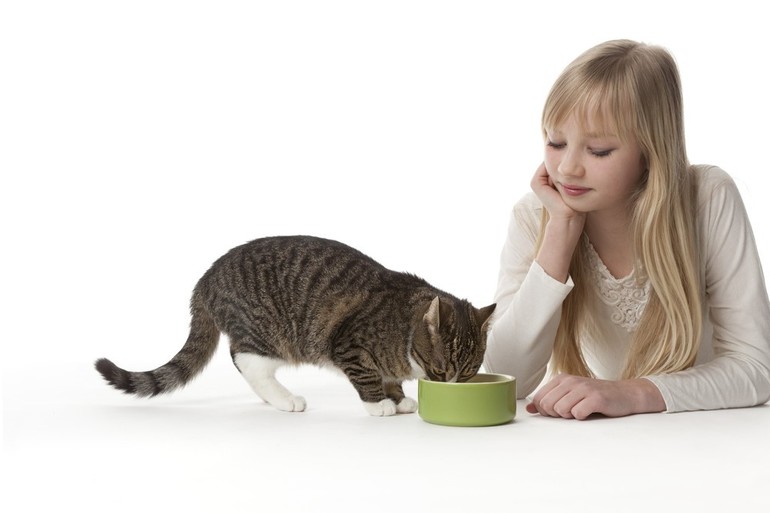 Правильное питание домашней кошки