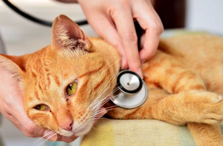 Препараты от микоплазмоза у кошек