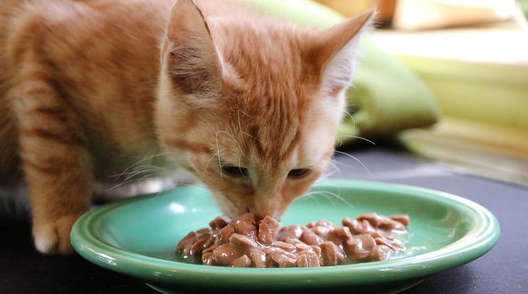 Чем сухой корм для кошек лучше