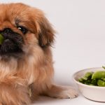 диагностика и лечение холецистита у собак
