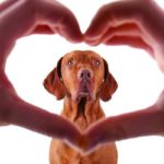 виды пороков сердца у собаки