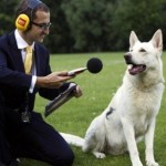 Как научить собаку команде «голос» самому, в домашних условиях