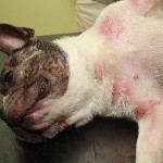Виды кожных заболеваний у собак