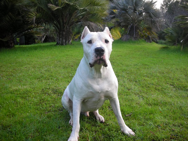Аргентинский дог занимает пятое место в рейтинге самых сильных собак