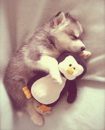 Щенок хаски спит с пингвином