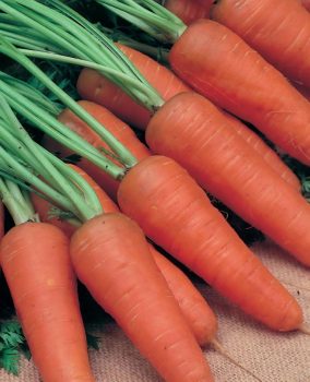 Сорт моркови Шантане устойчив к жаре, болезням и стрелкованию