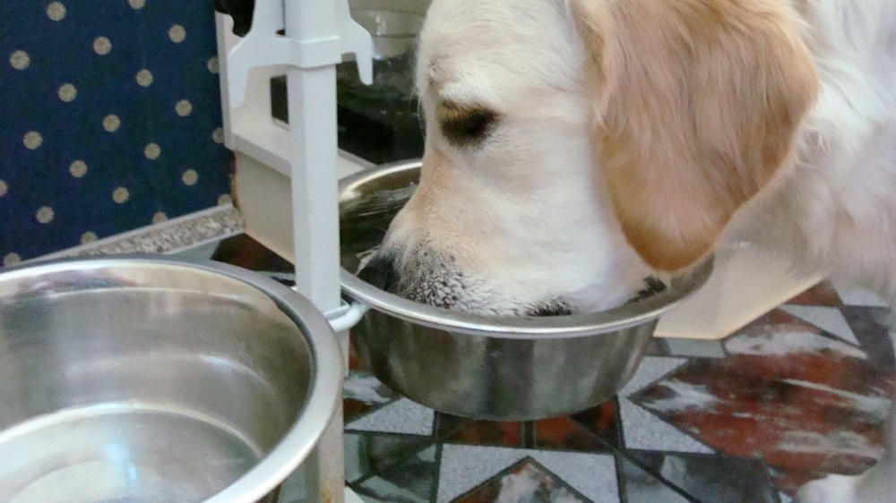Питание собаки после прекращения диареи