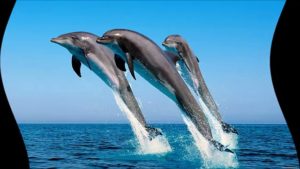 Сонник дельфины много