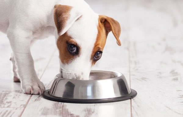 Чем кормить щенка при поносе правильно