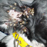 Пироплазмоз у собак – симптомы, лечение и профилактика