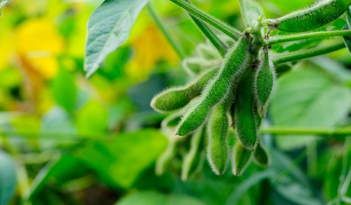 Реальная польза и выдуманный бред о ГМО: самая подробная статья о сое