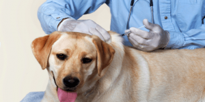 Как сделать внутримышечный или подкожный укол собаке без ошибок и вреда