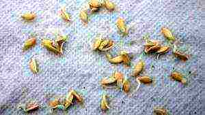 как правильно замочить семена огурцов перед посадкой в открытый грунт
